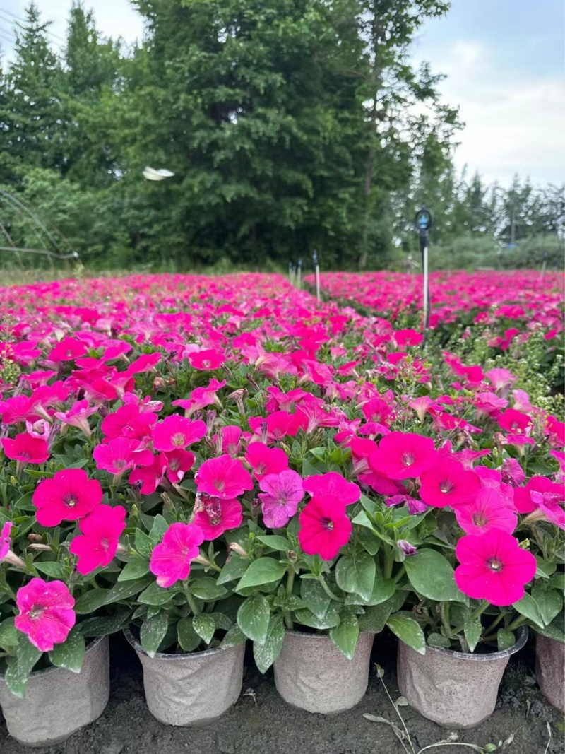 矮牵牛花、喇叭花、牵牛花、14杯牵牛花批发