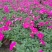 矮牵牛花、喇叭花、牵牛花、14杯牵牛花批发