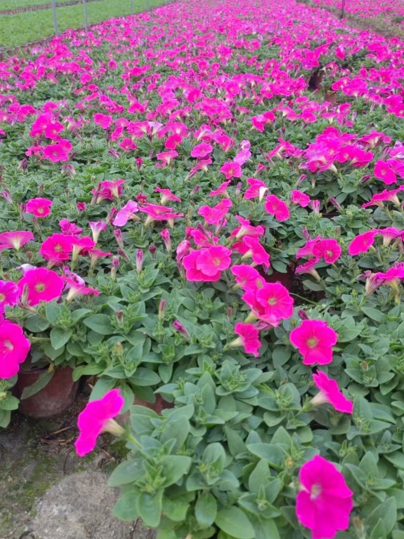 矮牵牛花、喇叭花、牵牛花、14杯牵牛花批发