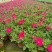 矮牵牛花、喇叭花、牵牛花、14杯牵牛花批发