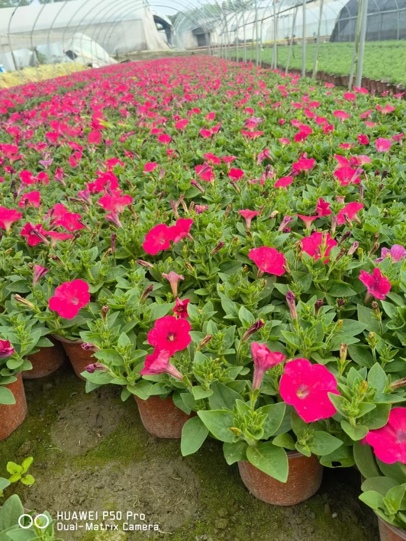 矮牵牛花、喇叭花、牵牛花、14杯牵牛花批发