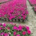 矮牵牛花、喇叭花、牵牛花、14杯牵牛花批发