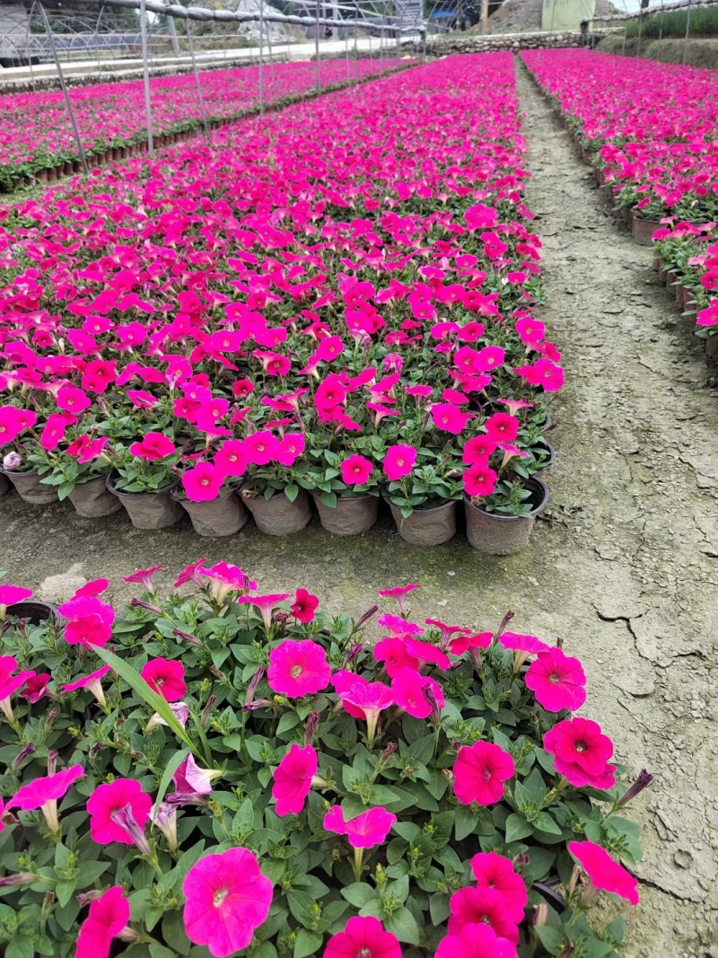 矮牵牛花、喇叭花、牵牛花、14杯牵牛花批发