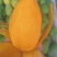 四川攀枝花椰香芒果香甜可一手货源对接批发商电商