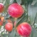 中油19