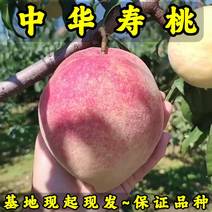 中华寿桃树苗基地现起现发耐寒新品种桃树苗辽宁果树苗