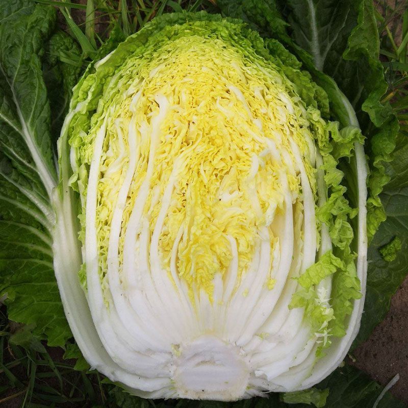 吉林白城精品黄心白菜对接加工厂泡菜厂5斤以上净菜