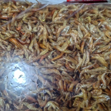 河虾小河虾
