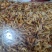 河虾小河虾