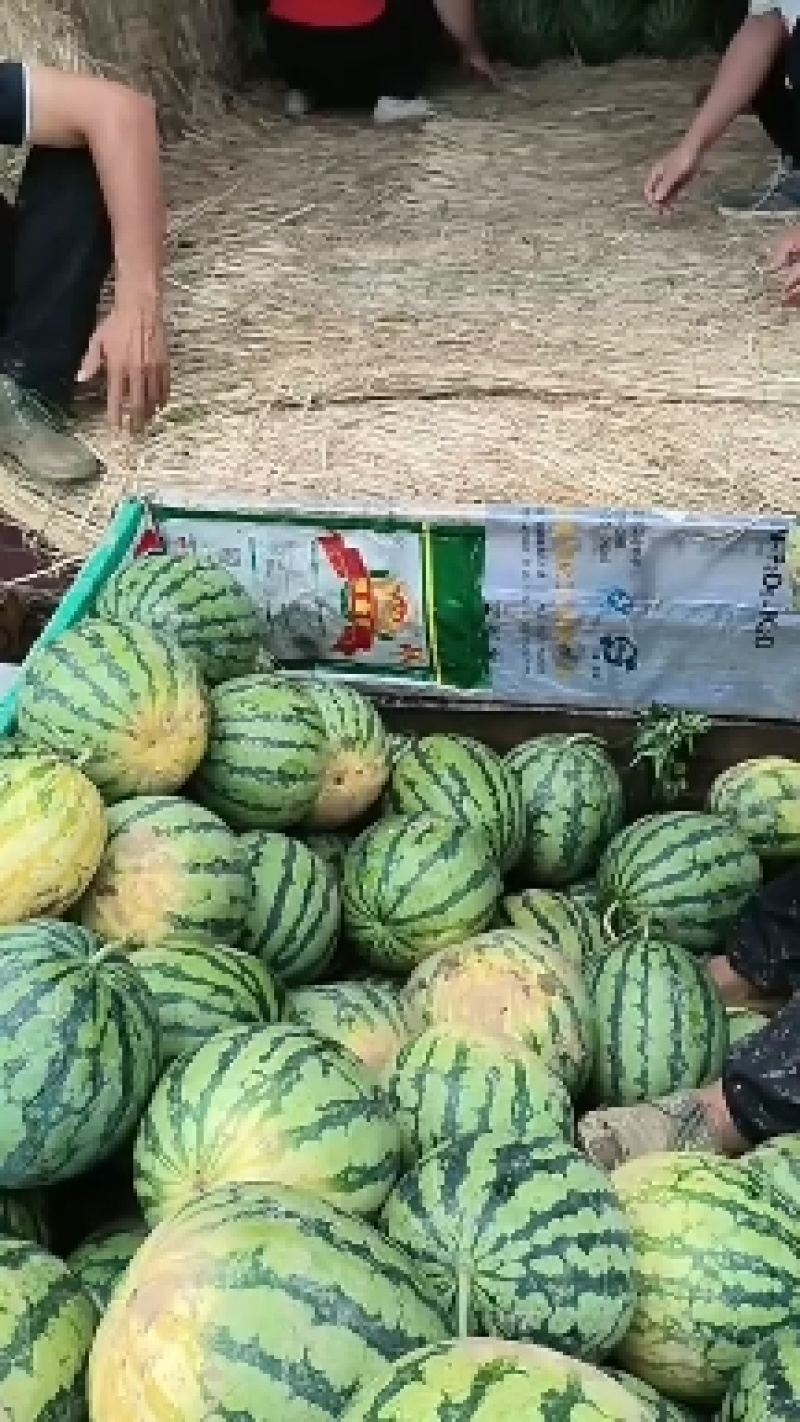湖北省钟祥市西瓜大量上市，欢迎新老客户，洽谈业务
