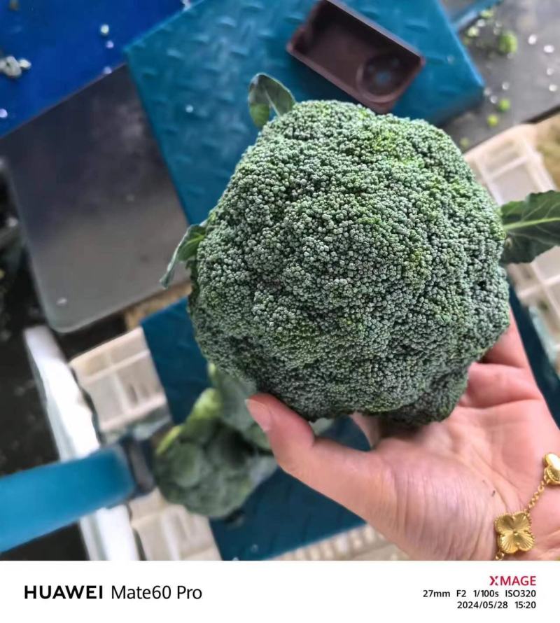 【推荐】千亩西兰花美青，品质保障西兰花大量供应基地直发