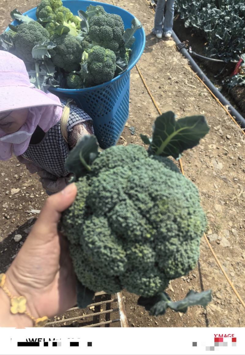 【推荐】千亩西兰花美青，品质保障西兰花大量供应基地直发