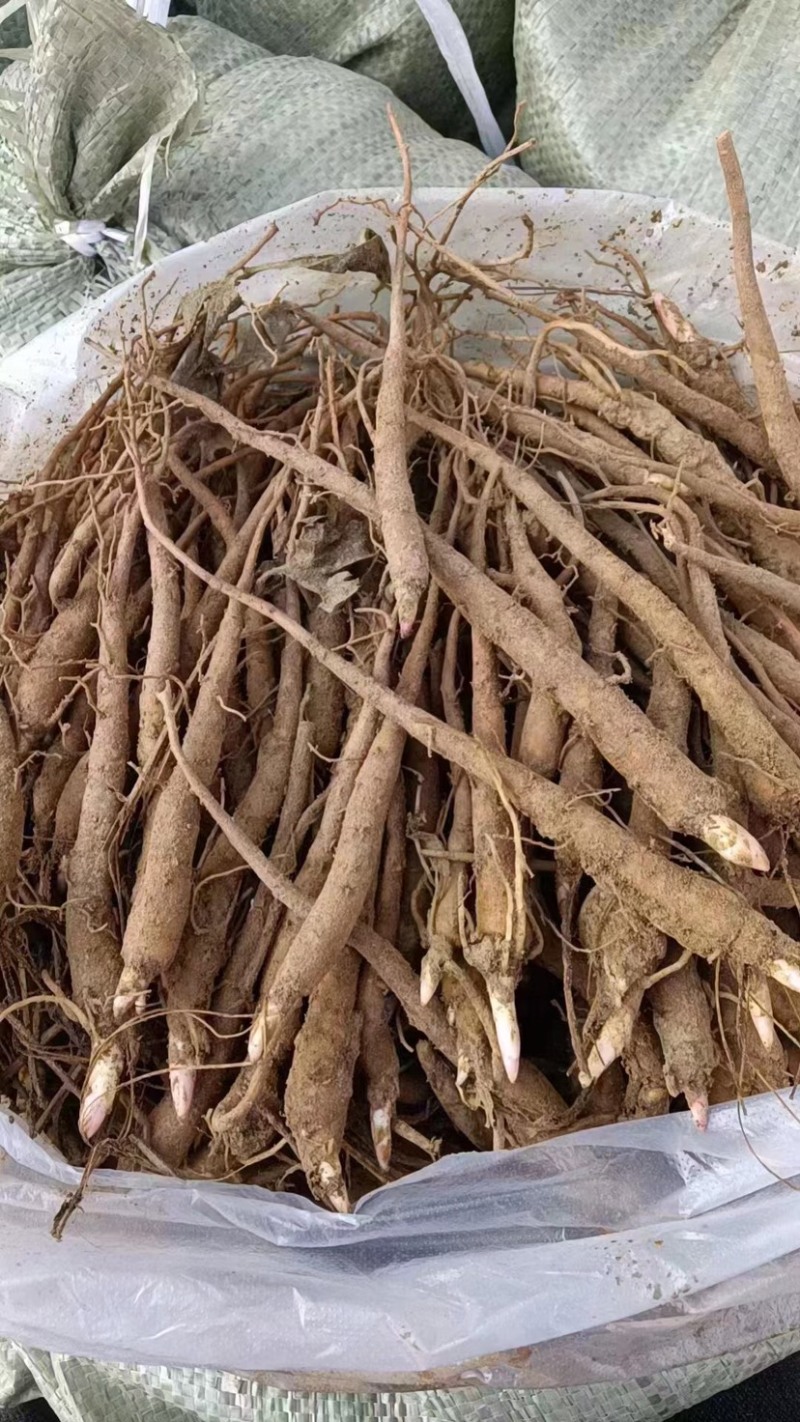 白芍，产地直发，价格美丽，一年苗欢迎看货