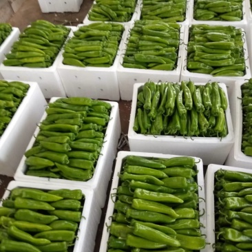 陕北的辣椒大量上市，欢迎来采购