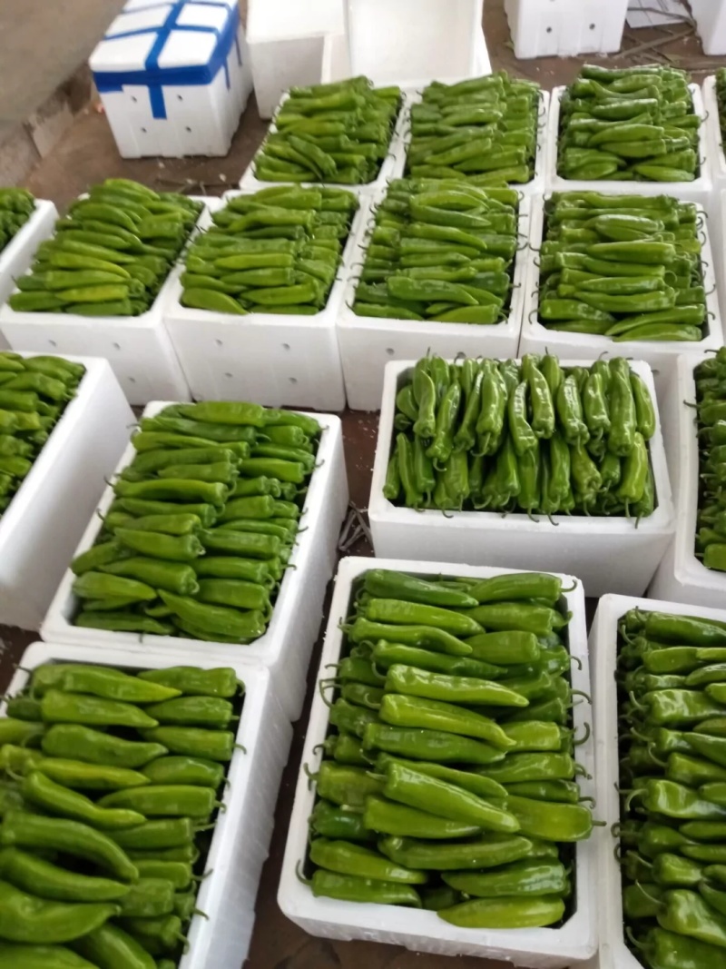 陕北的辣椒大量上市，欢迎来采购