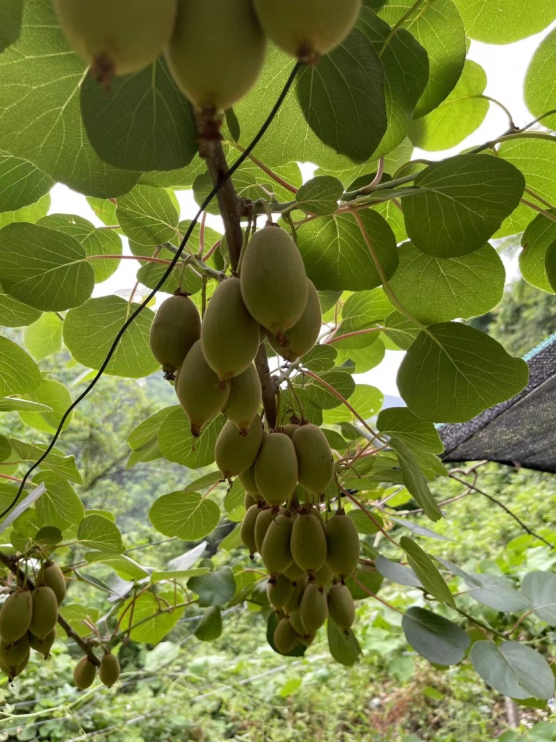 高山红心猕猴桃