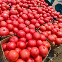 河南博爱西红柿大量上市，个头均匀，硬粉，欢迎各位老板前来