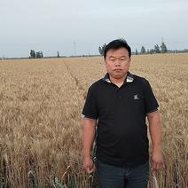 黄河滩黑小麦大量批发农家自种黑小麦不含化肥农药