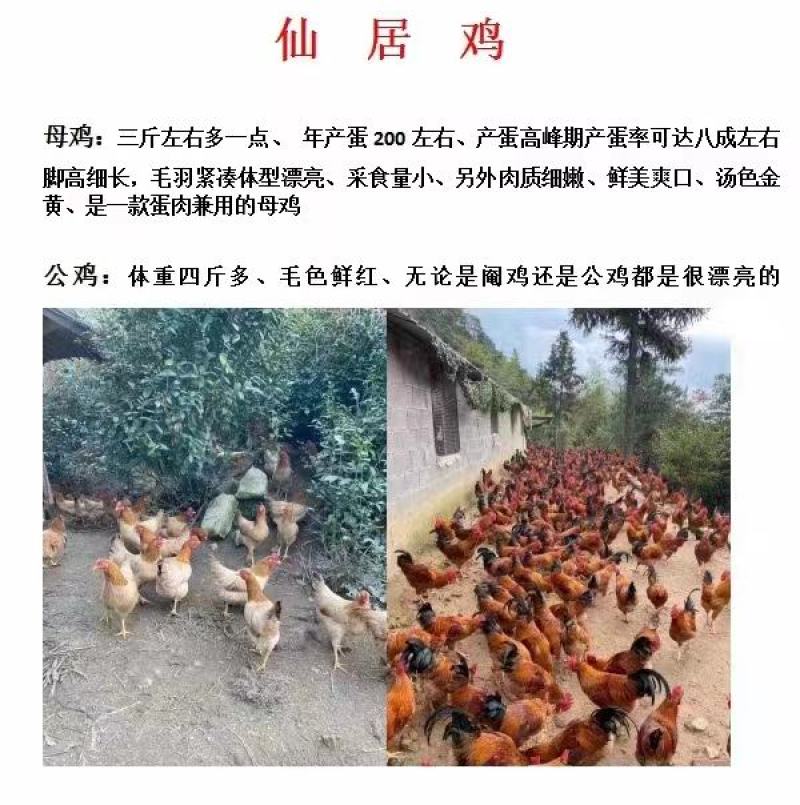 仙居鸡苗大量供应，湖南衡阳养殖基地直发，产蛋率八成左右