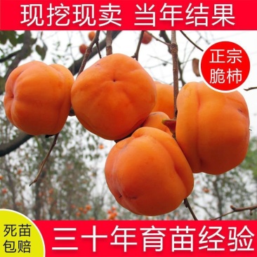 嫁接脆甜柿子树苗无核即食阳丰甜柿子树南北方种植当年柿子苗