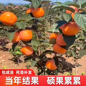 盆栽柿树柿子苗盆栽果树矮化脆甜无核脆柿好养阳台庭院种植