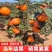 盆栽柿树柿子苗盆栽果树矮化脆甜无核脆柿好养阳台庭院种植
