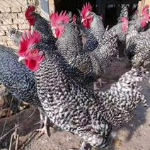 绿壳蛋芦花鸡脱温鸡大量供应，保质保量对接全国客商可视频验