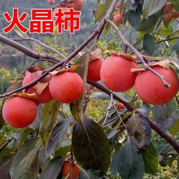 品种阳丰柿子树苗正宗嫁接脆甜柿子树苗摘下即食柿子苗包邮