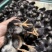 绿壳蛋芦花鸡脱温鸡大量供应，保质保量对接全国客商可视频验