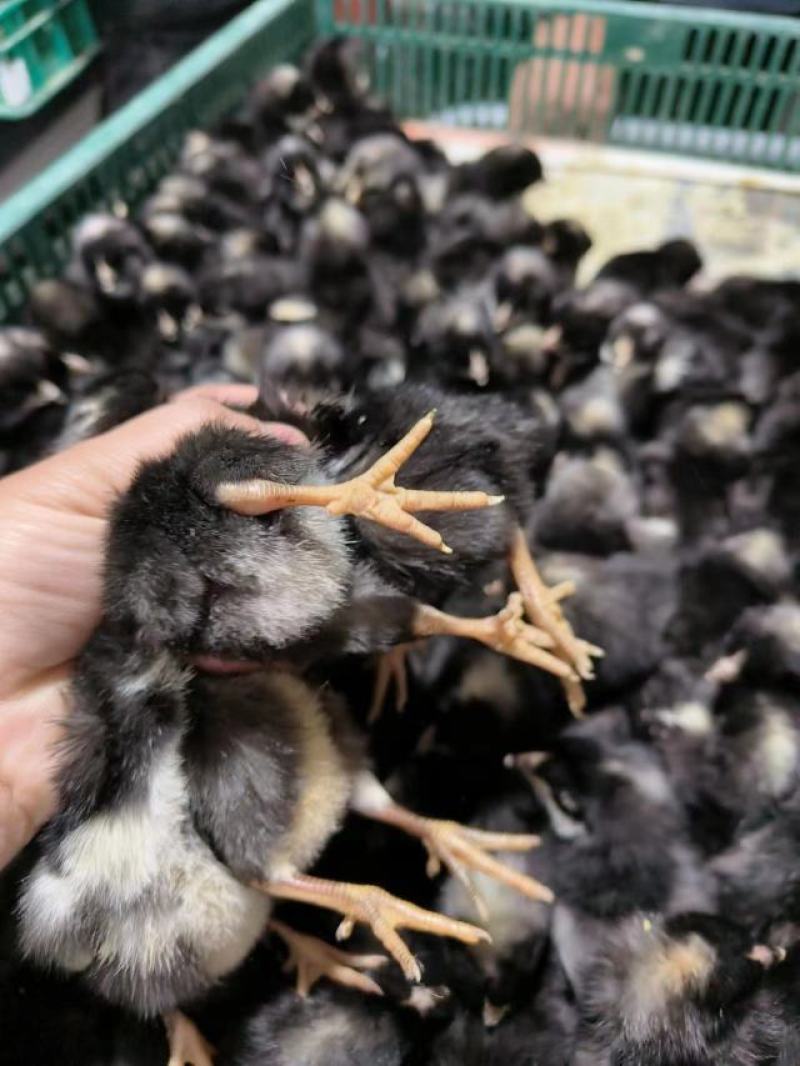 绿壳蛋芦花鸡脱温鸡大量供应，保质保量对接全国客商可视频验
