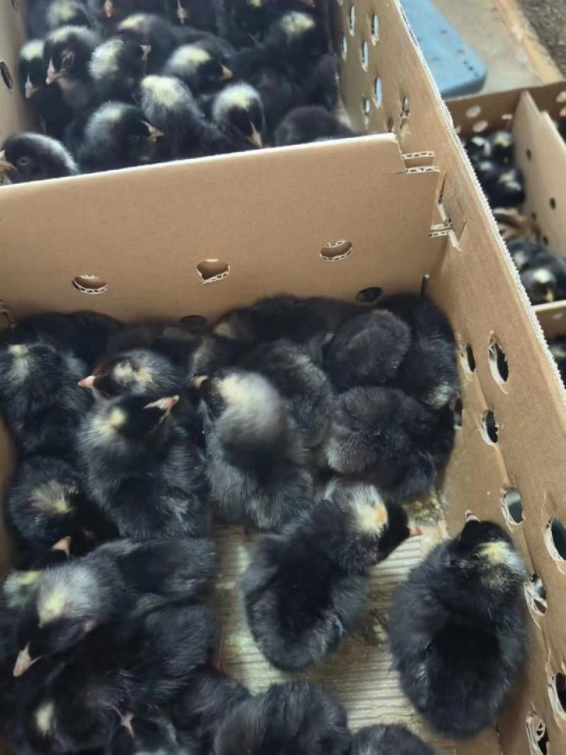 绿壳蛋芦花鸡脱温鸡大量供应，保质保量对接全国客商可视频验