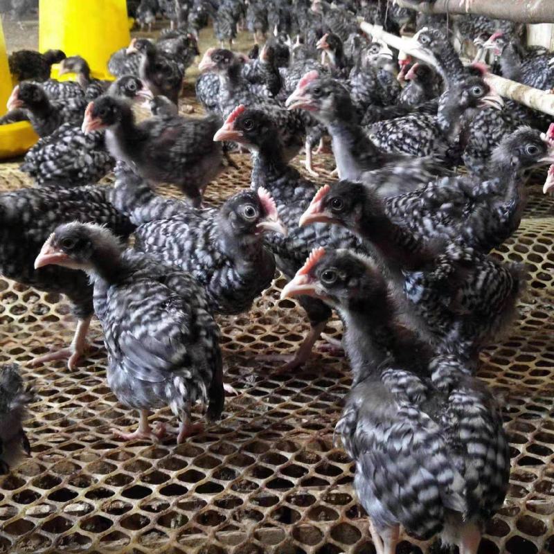 绿壳蛋芦花鸡脱温鸡大量供应，保质保量对接全国客商可视频验