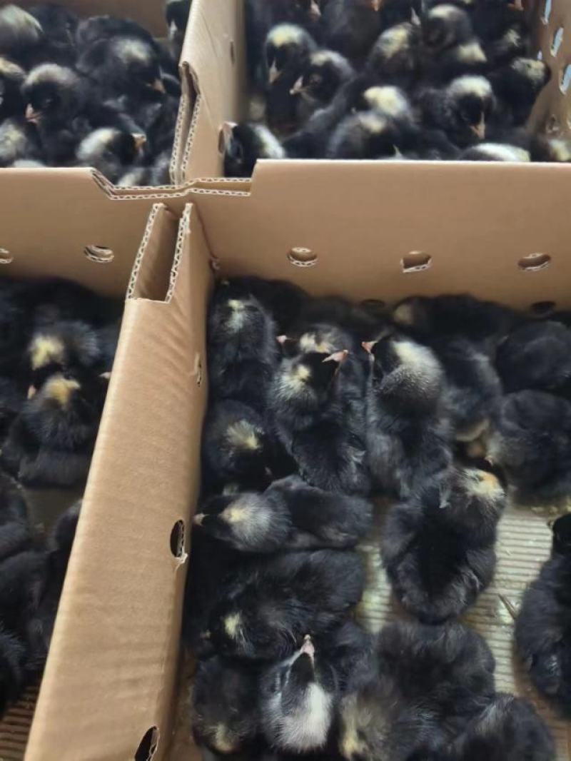 绿壳蛋芦花鸡脱温鸡大量供应，保质保量对接全国客商可视频验