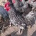 绿壳蛋芦花鸡脱温鸡大量供应，保质保量对接全国客商可视频验