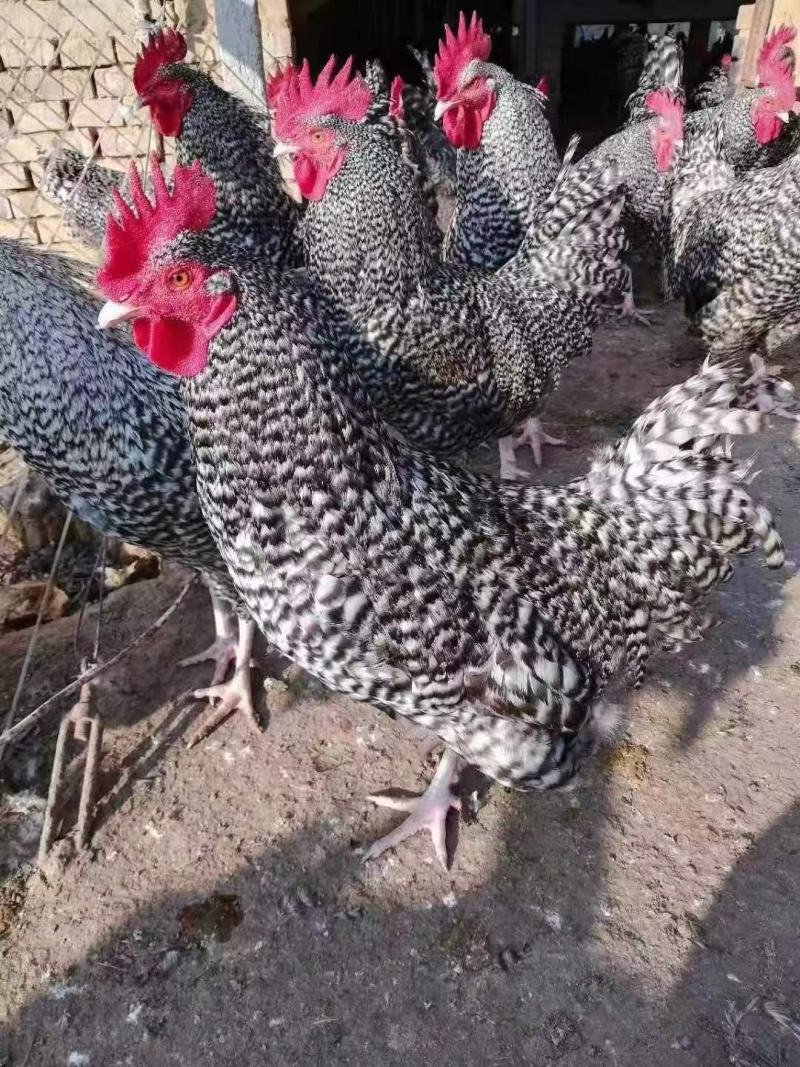 绿壳蛋芦花鸡脱温鸡大量供应，保质保量对接全国客商可视频验