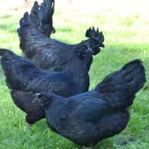 精品五黑鸡苗大量供应中，量大从优，保质保量，基地直发