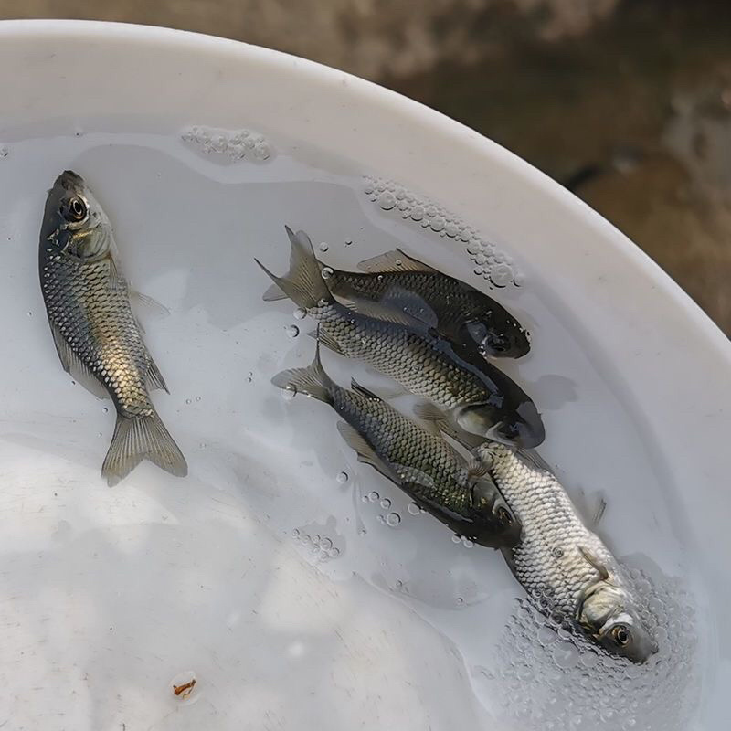 六倍体鲫鱼苗黄金鲫鱼苗产地直发提供技术抗病能力强
