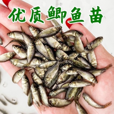 六倍体鲫鱼苗黄金鲫鱼苗产地直发提供技术抗病能力强