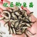 六倍体鲫鱼苗黄金鲫鱼苗产地直发提供技术抗病能力强