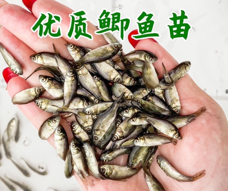 六倍体鲫鱼苗黄金鲫鱼苗产地直发提供技术抗病能力强