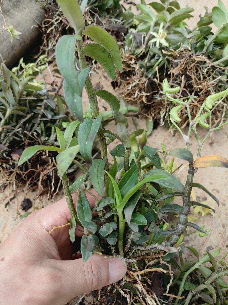 铁皮石斛苗，驯化苗，包技术，高成活率，好管理，高产