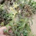 铁皮石斛苗，驯化苗，包技术，高成活率，好管理，高产