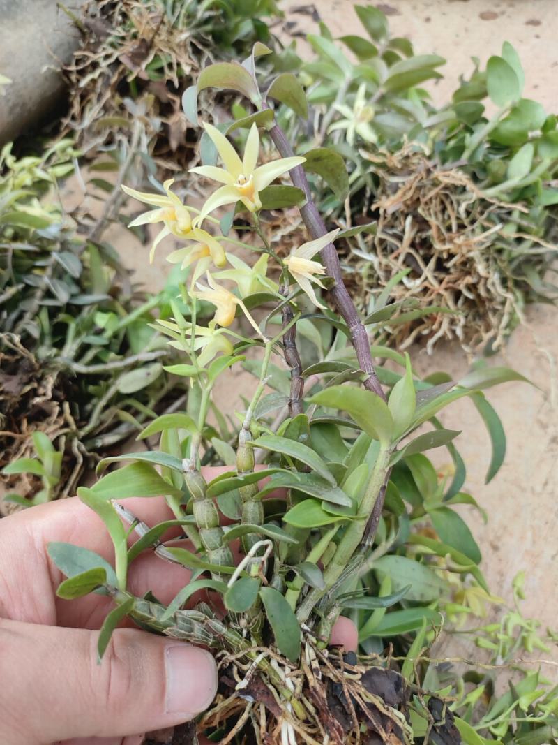 铁皮石斛苗，驯化苗，包技术，高成活率，好管理，高产