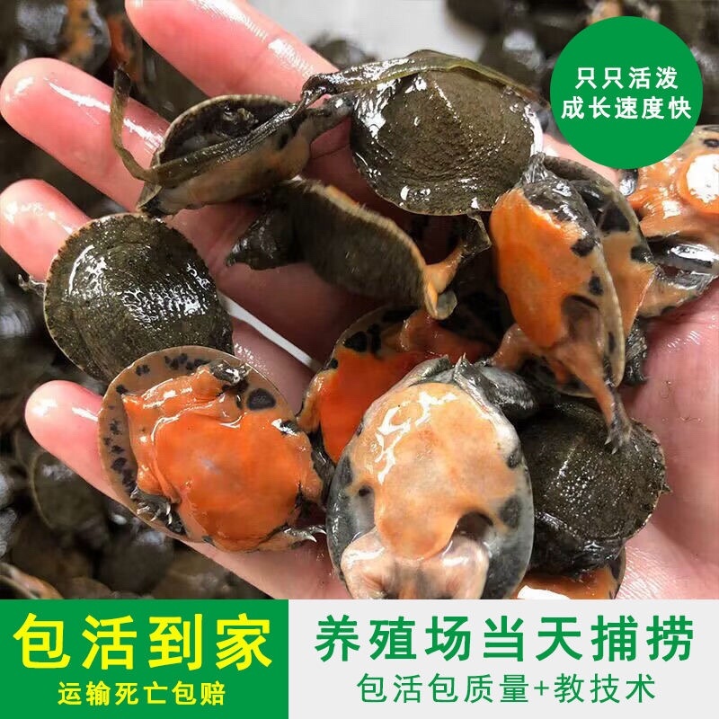 【甲鱼苗】中华甲鱼苗水鱼苗苗场直发提供养殖技术