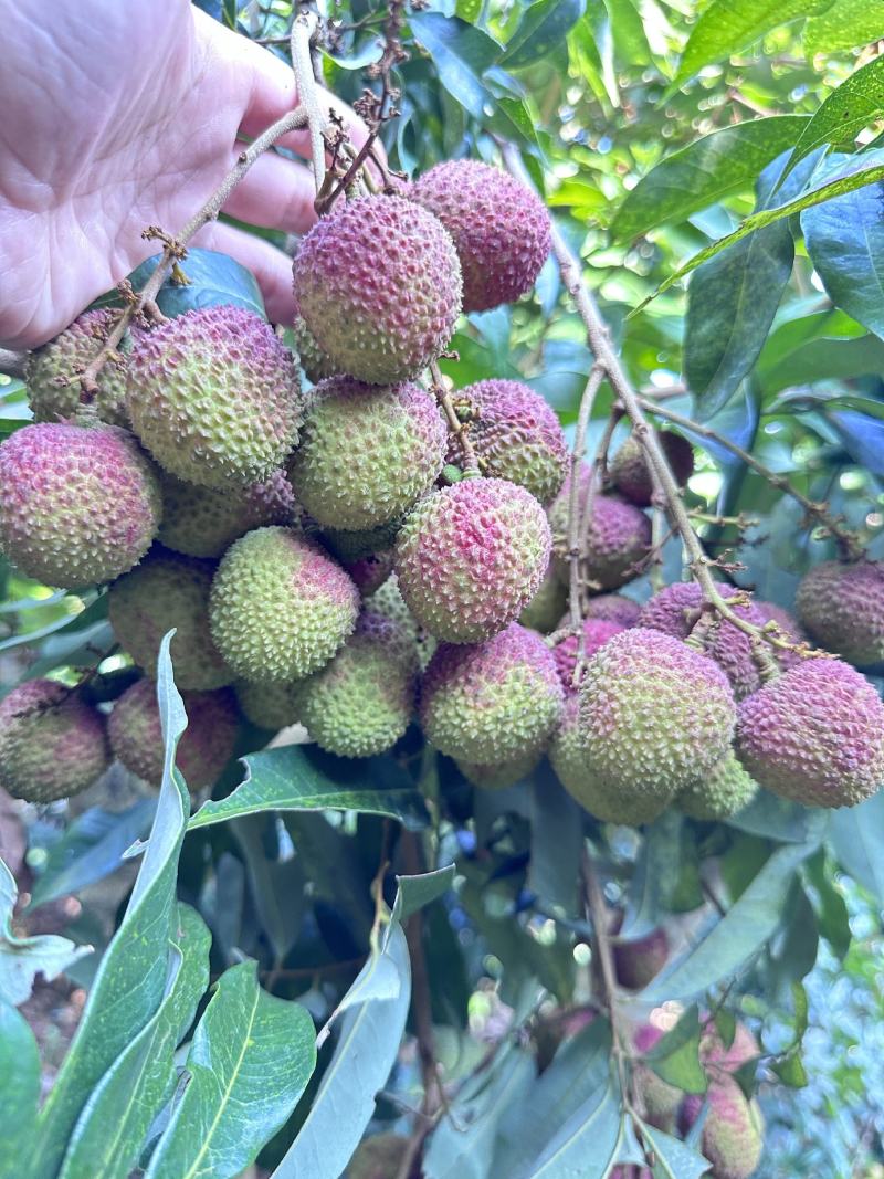 正宗广西灵山本地妃子笑荔枝产地直发全国发货质量保证