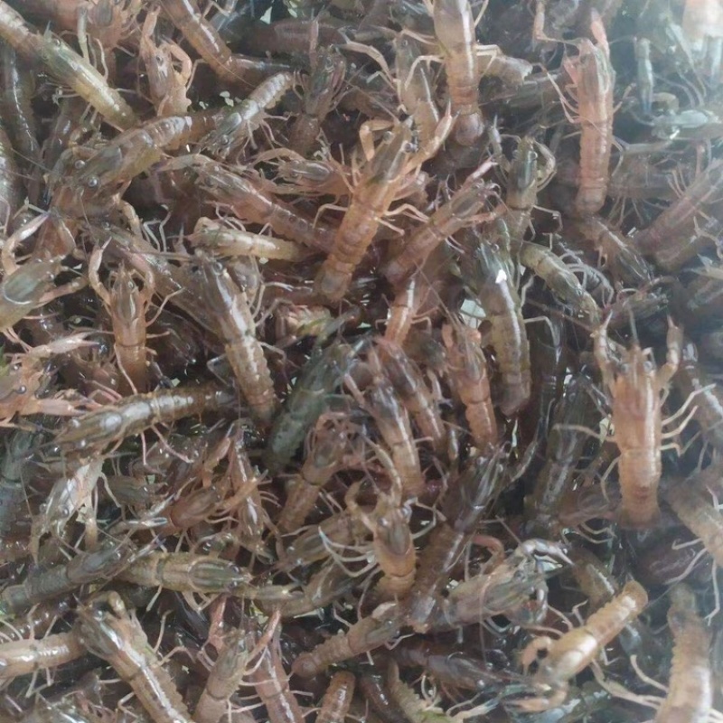 【龙虾苗】波士顿龙虾苗澳洲淡水龙虾苗苗场直发提供技术