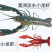 【龙虾苗】波士顿龙虾苗澳洲淡水龙虾苗苗场直发提供技术