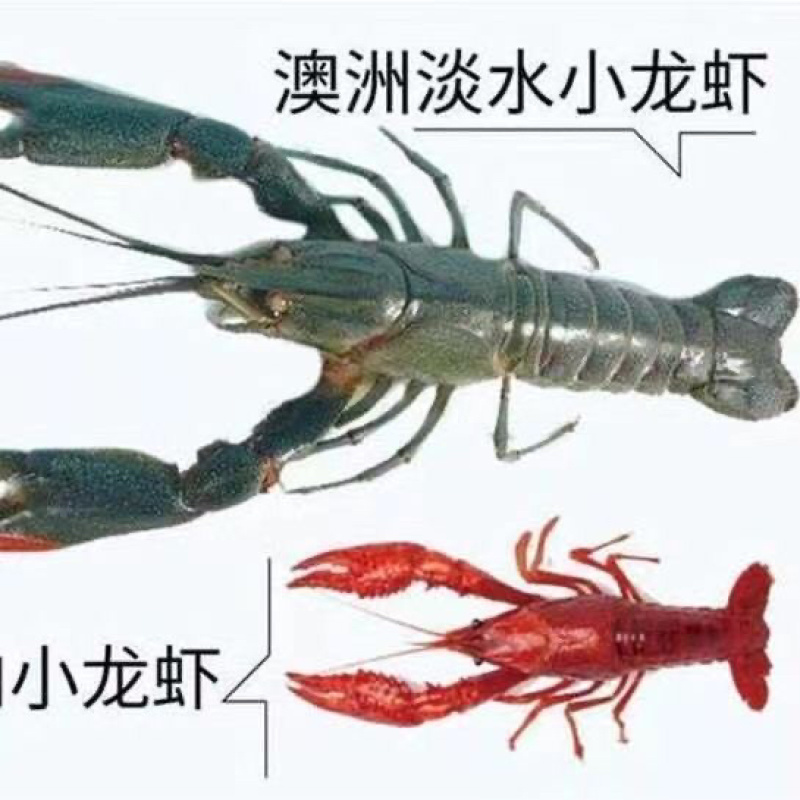 【龙虾苗】波士顿龙虾苗澳洲淡水龙虾苗苗场直发提供技术