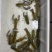 【龙虾苗】波士顿龙虾苗澳洲淡水龙虾苗苗场直发提供技术
