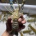 【龙虾苗】波士顿龙虾苗澳洲淡水龙虾苗苗场直发提供技术